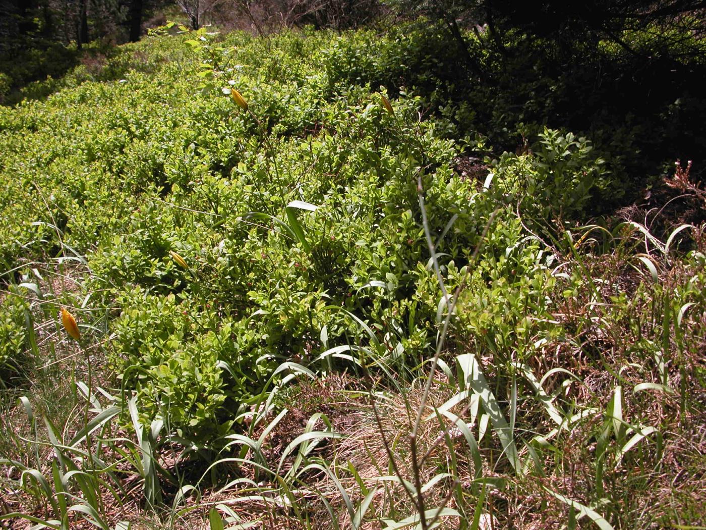 Bilberry plant